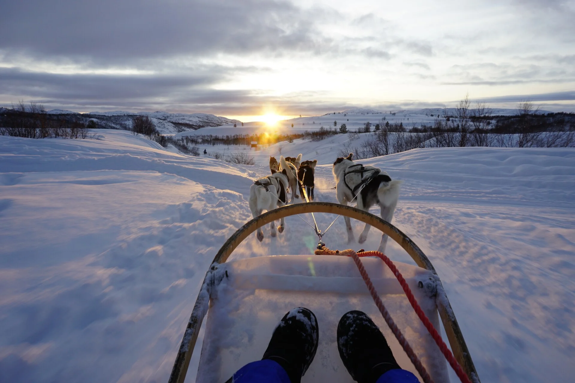 Dog Sledding in Tromsø, Norway - Photo Credit: Hurtigruten