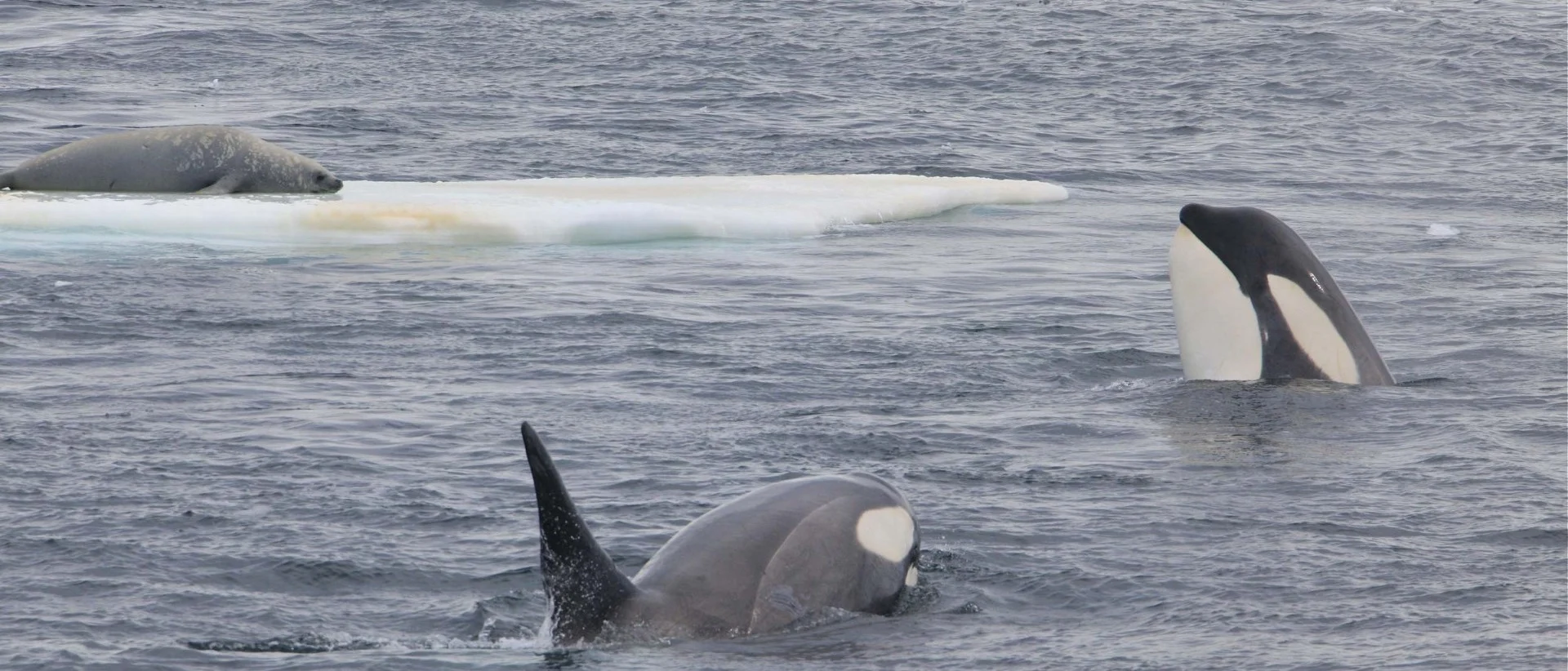 The Wildlife of the Valdes Peninsula