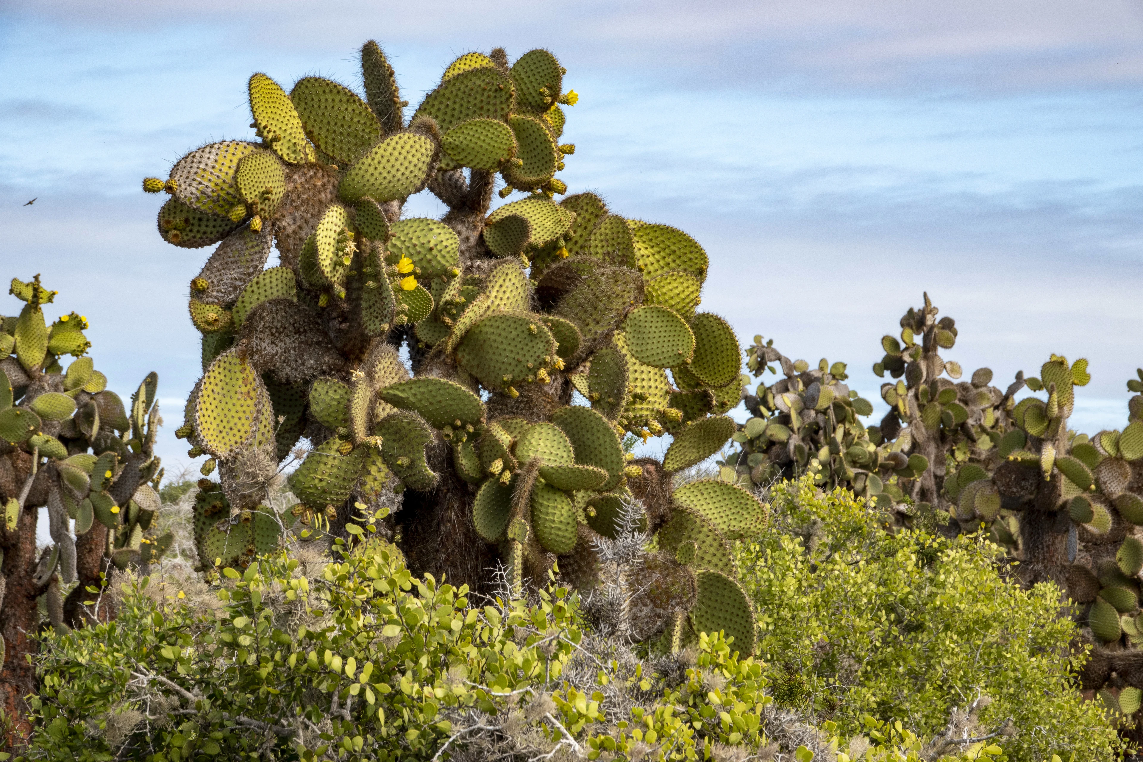 Cactuses at the Galapagos Islands. Photo: Andrea Klaussner