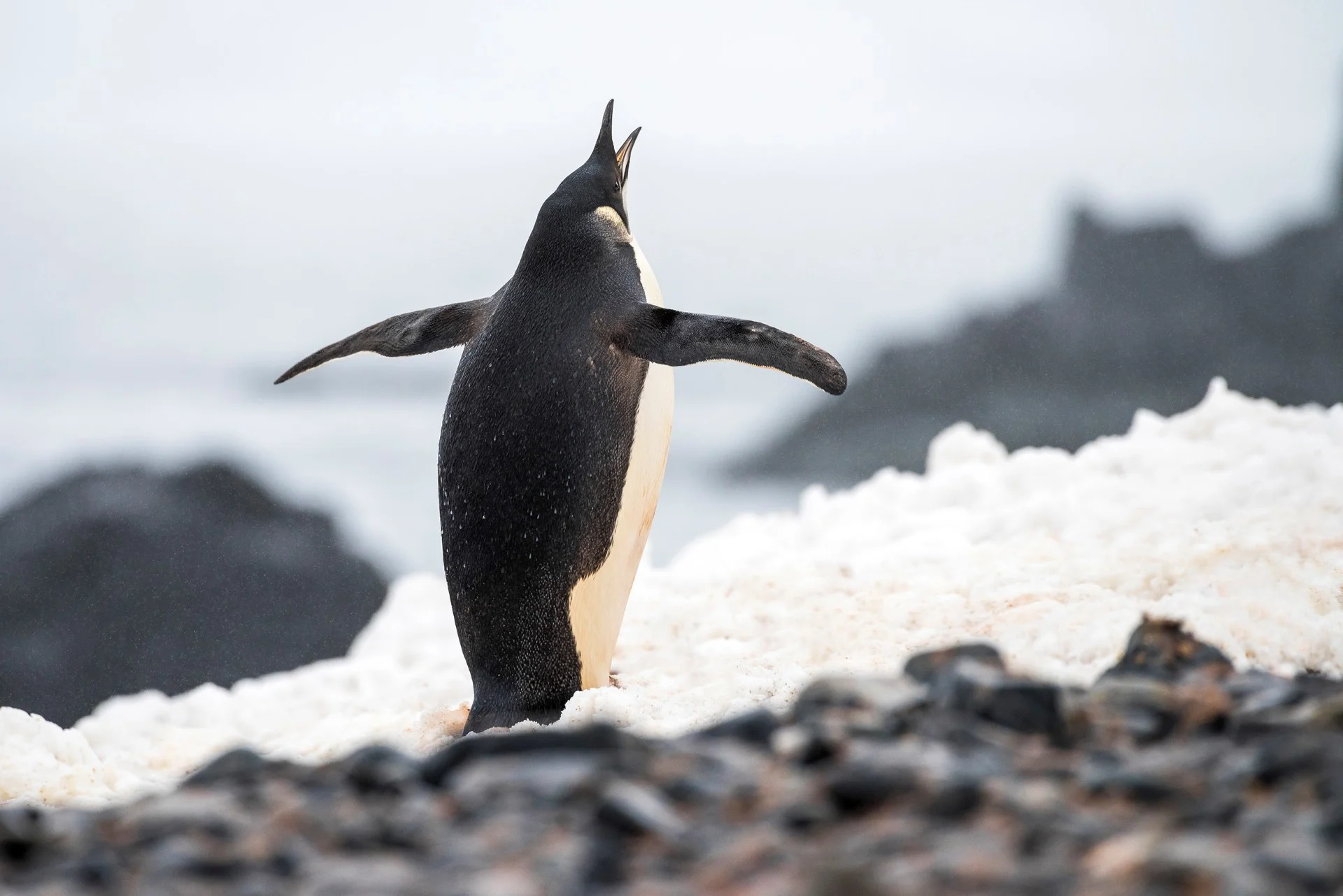 Emperor penguin, Half Moon Island, Antarctica - Photo Credit: Karsten Bidstrup