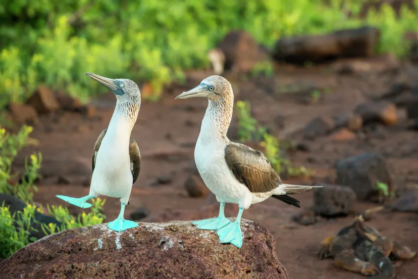 Blue footed boobies - Galápagos, Ecuador