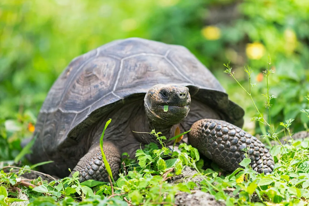 Cruises To Galápagos | Trips to the Galápagos Islands | Hurtigruten ...