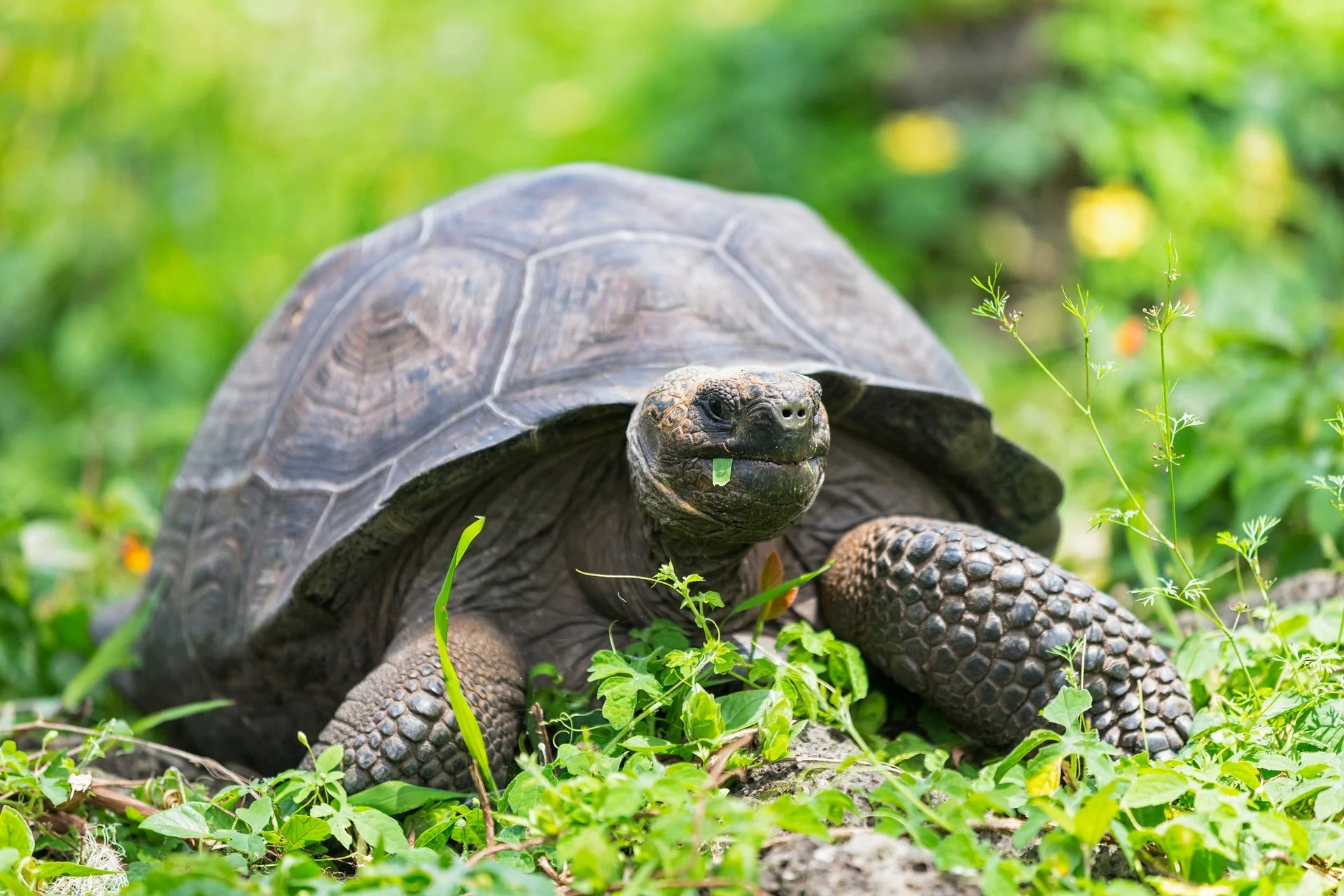Galápagos Tortoise, Galápagos Islands, Ecuador - Photo Credit: Getty Images