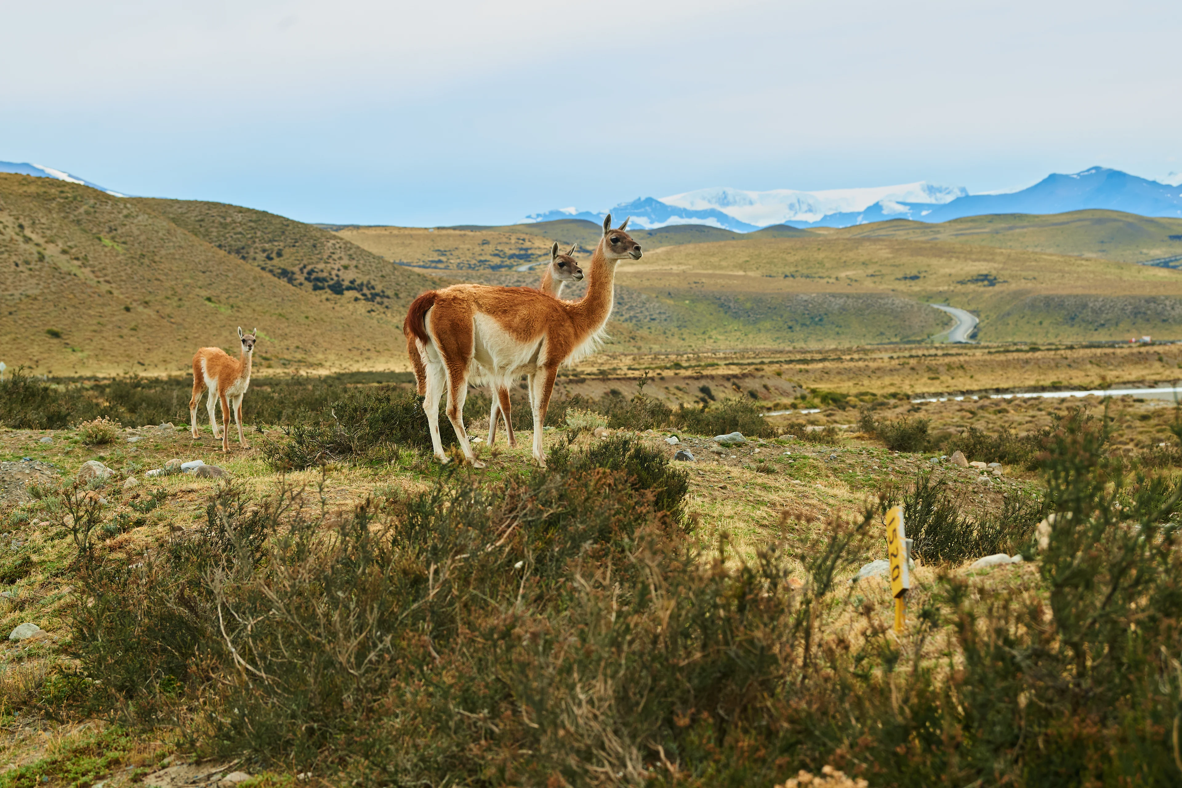 Torres-del-Paine-Chile-HGR-153016-_Photo_Roger_Brendhagen.JPG