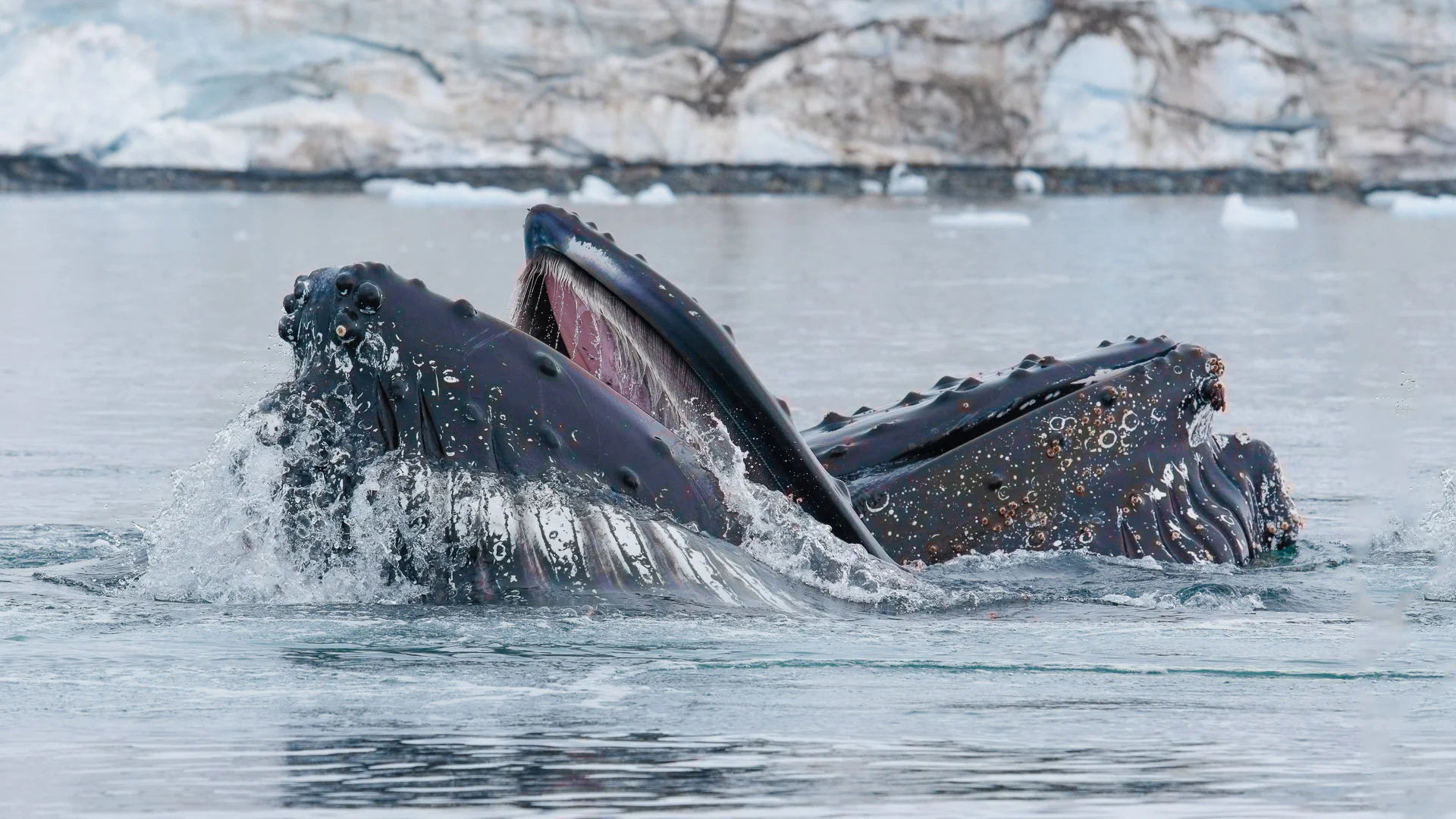 Humpback whale in Alaska  - Photo Credit: John Chardine