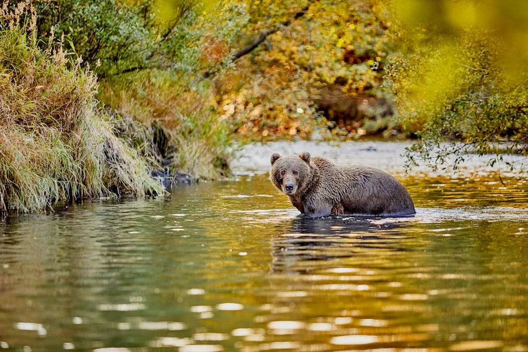 Inside Passage, Bears & Aleutian Islands Northbound Hurtigruten
