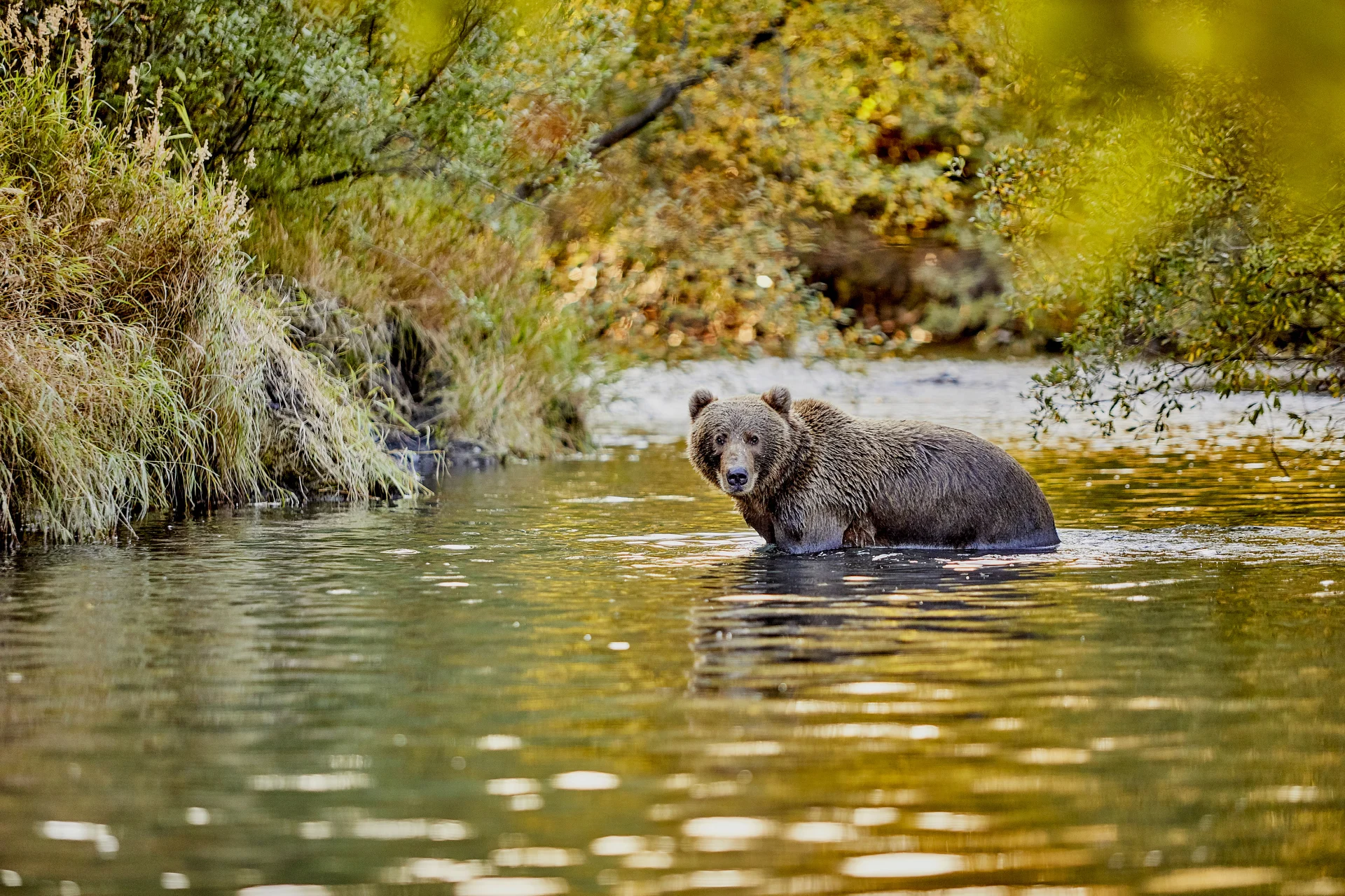 Inside Passage, Bears & Aleutian Islands | Northbound