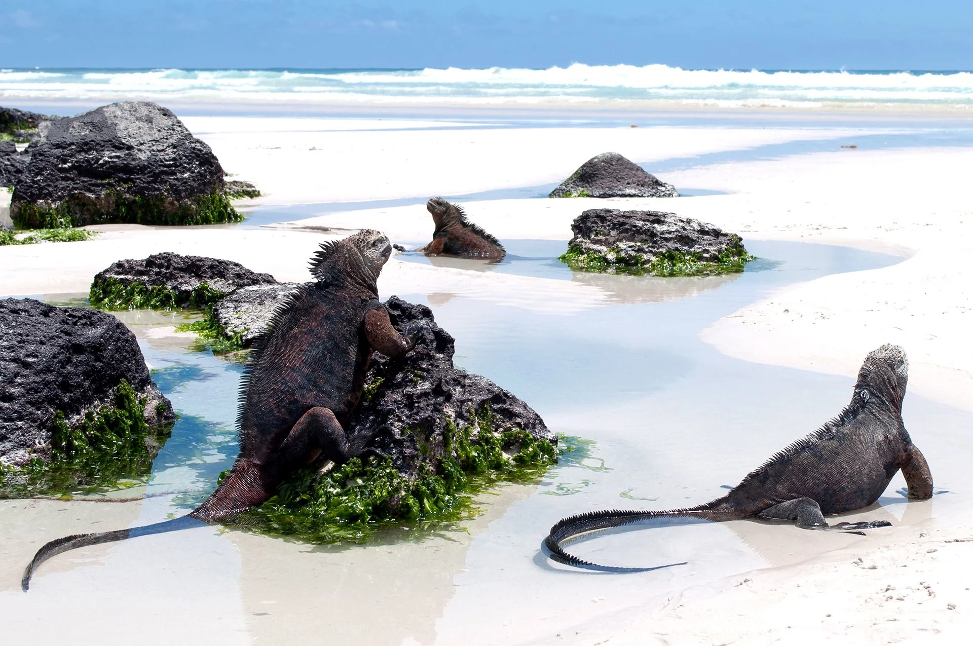 Marine iguanas catching afternoon sun on a beach in Tortuga Bay, Galápagos. 