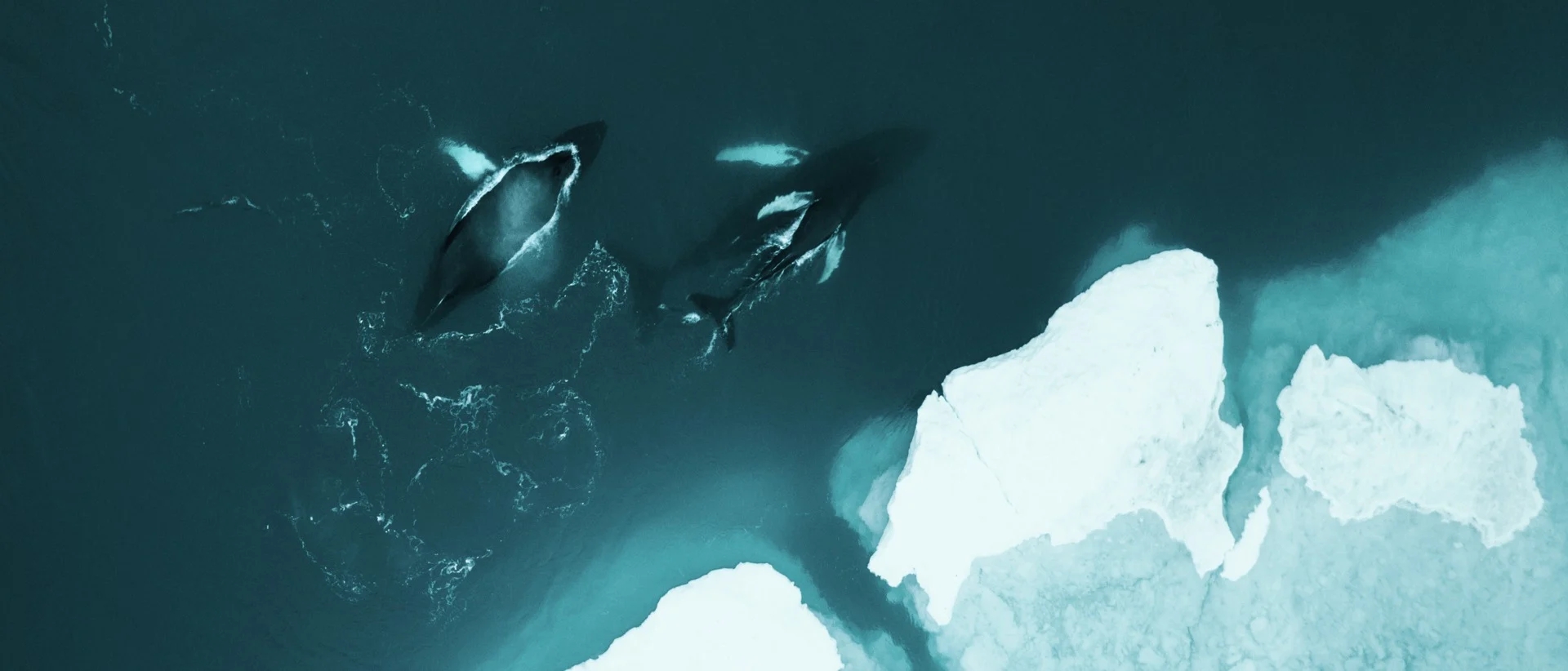 Whales swimming off the edge of an iceberg in Greenland. Photo: Stian Klo