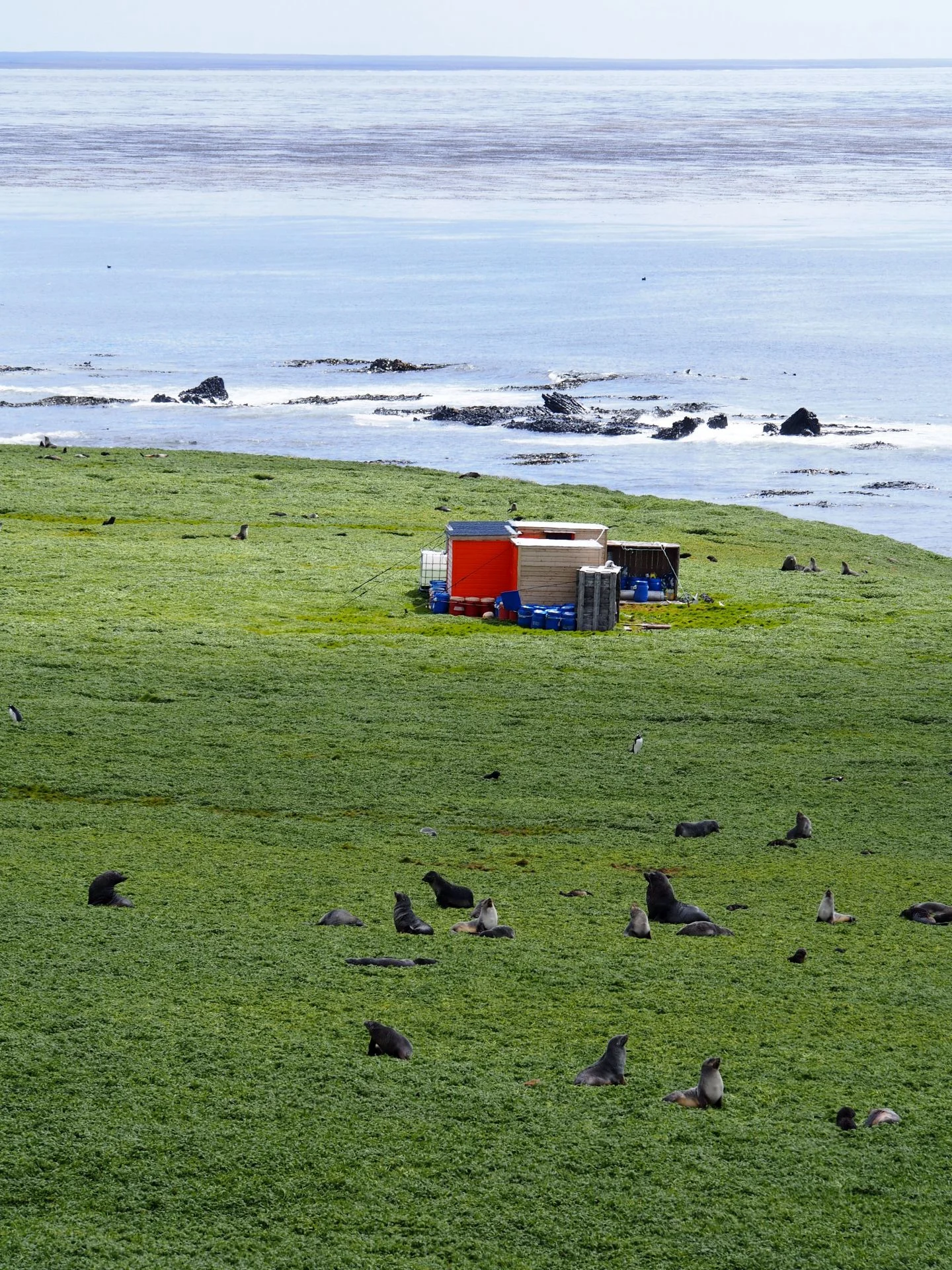 Field hut at Pointe Suzanne on the Desolation Islands with southern elephant seals, gentoos and Antarctic fur seal neighbours. Photo: Mary-Anne Lea