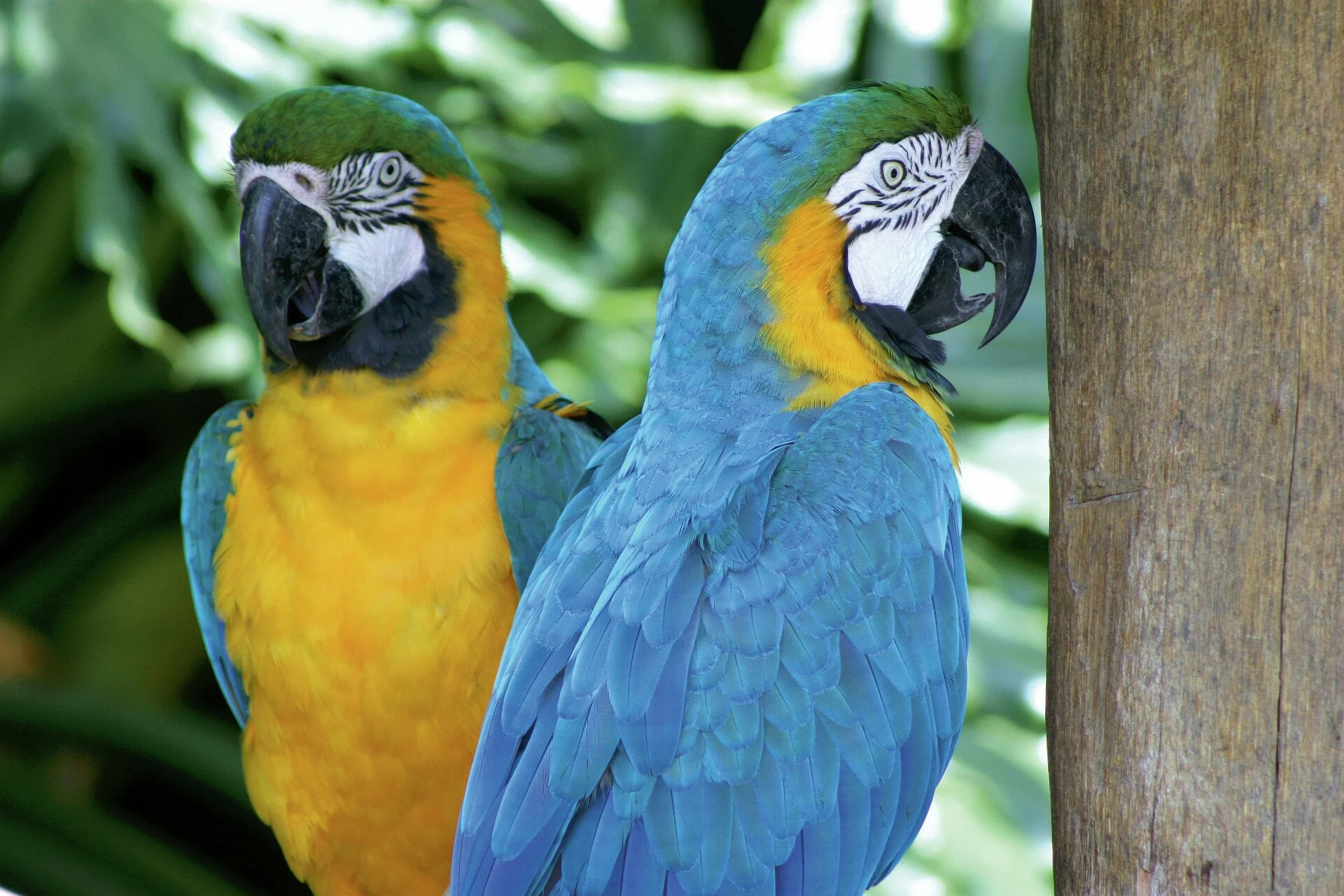 Blue Macaws South America