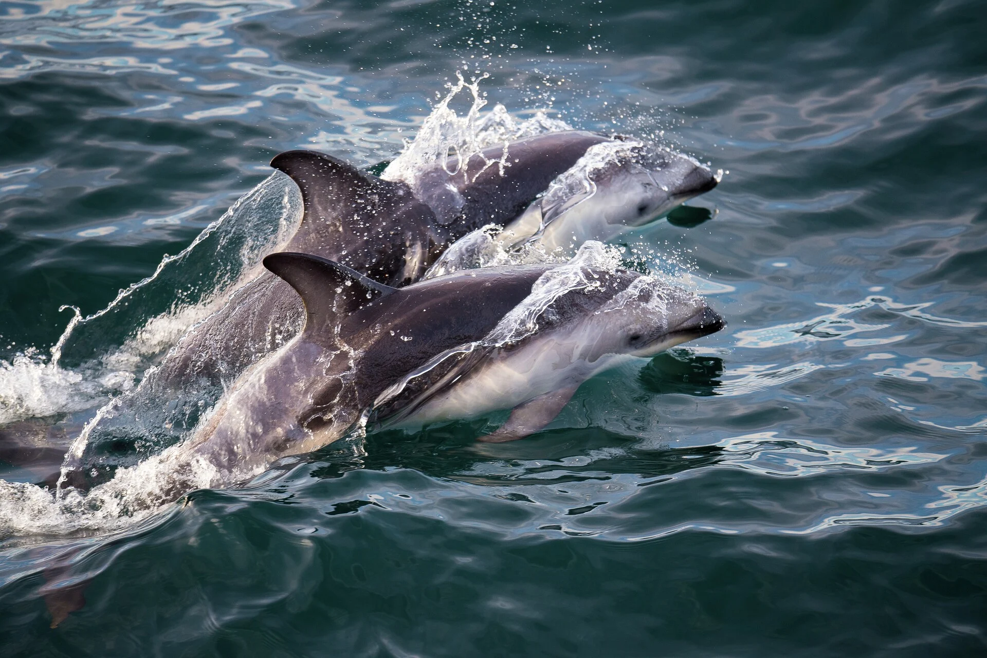 Dolphin. Credit: Andreas Kalvig Anderson / Hurtigruten