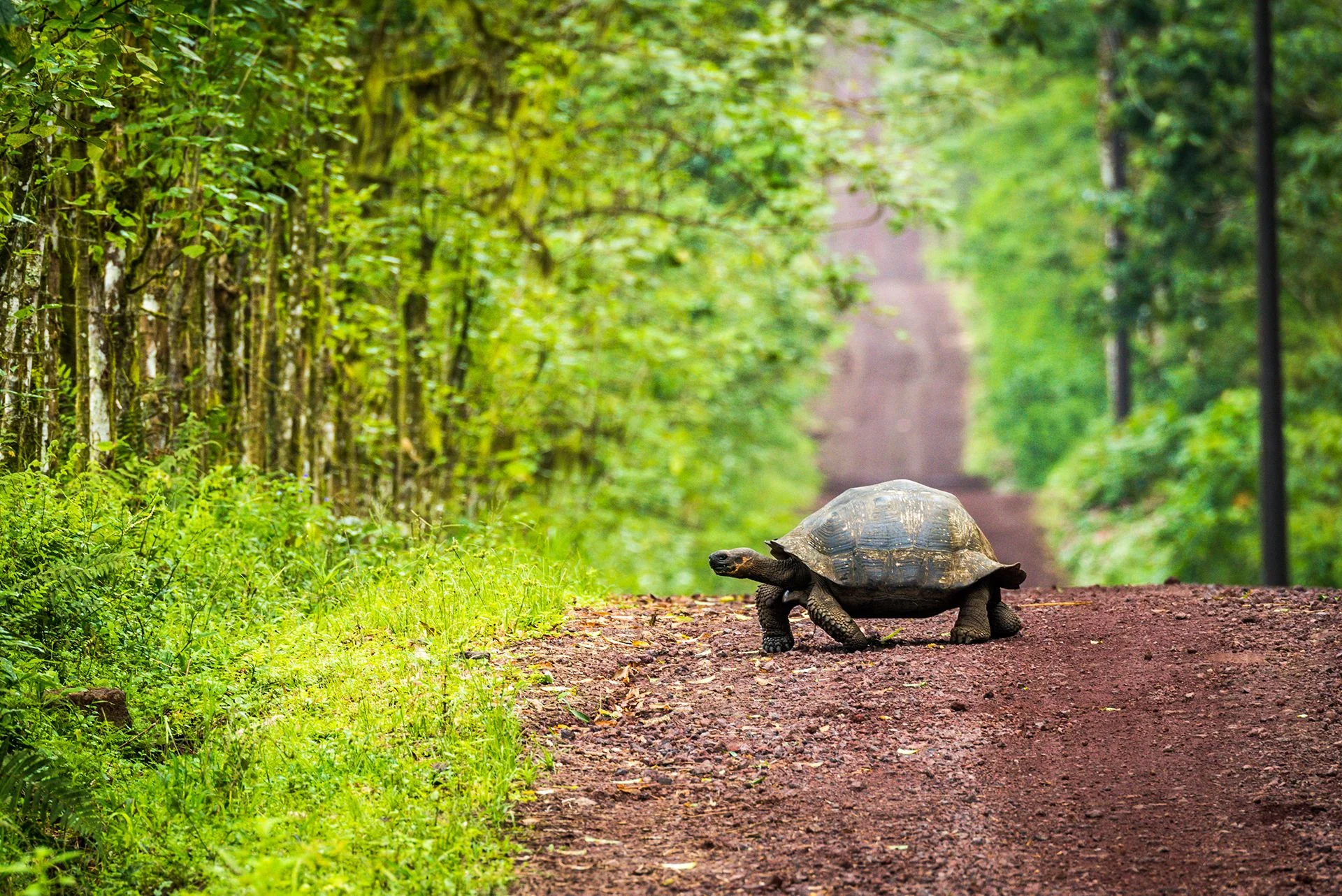 Puerto Ayora on Santa Cruz Island has road signs warning of tortoises and iguanas crossing.