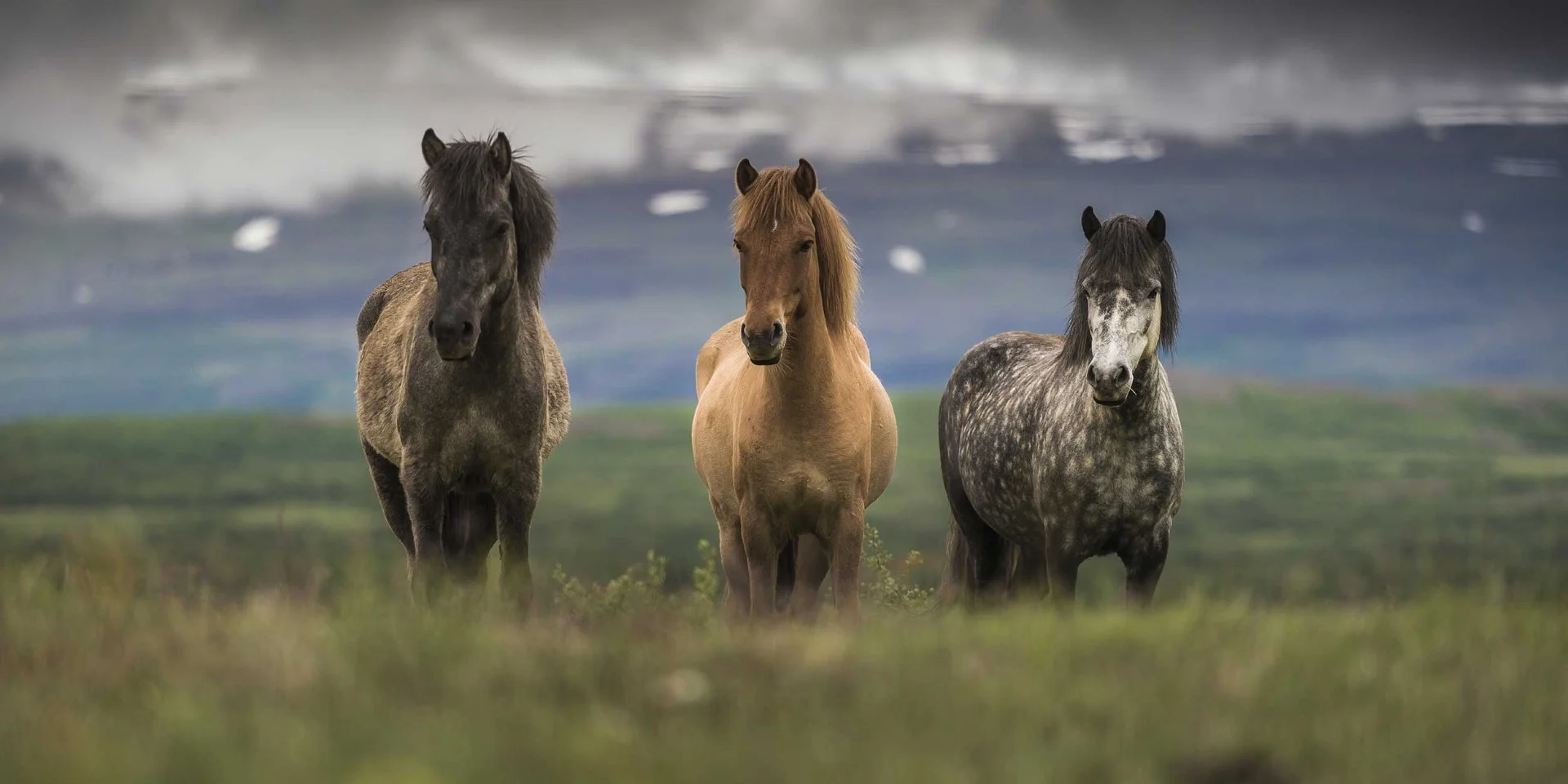 Icelandic Horses, Iceland - Photo: Halermkiat Seedokmai