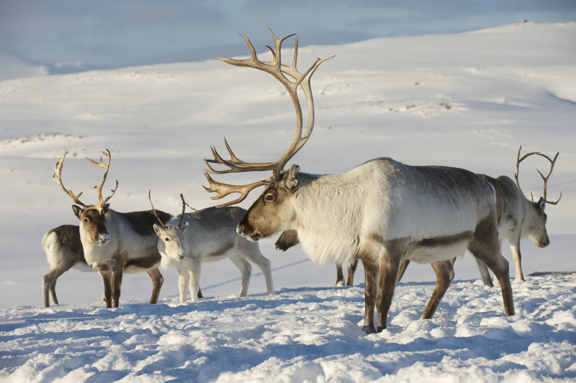 Reindeer in the snow, Tromsø, Norway