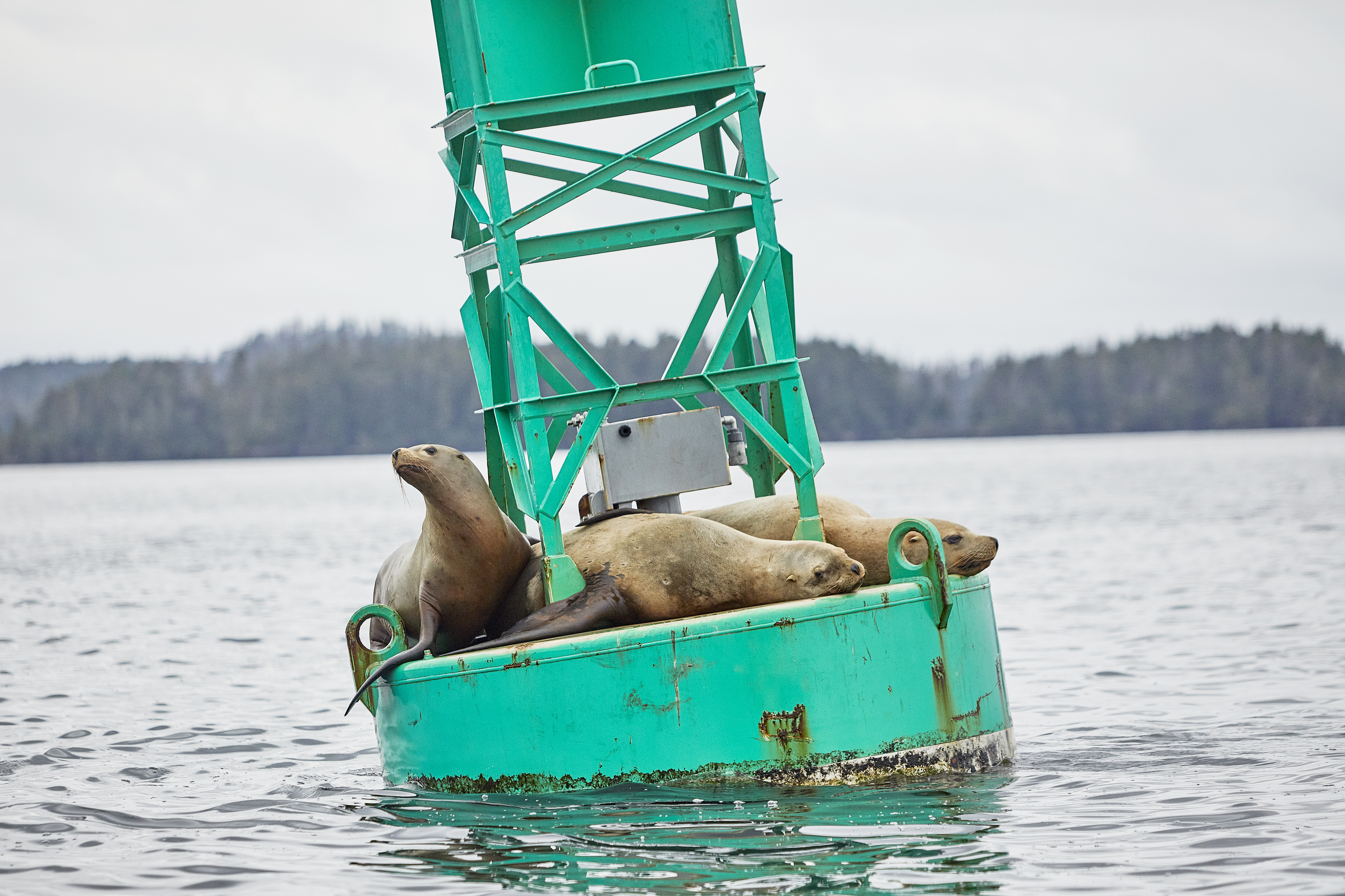 UPDATE: Sea lion roaming Sitka streets returns to water