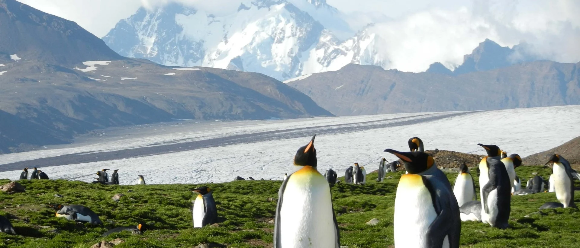 Plantes d’Antarctique : la vie en milieu sauvage