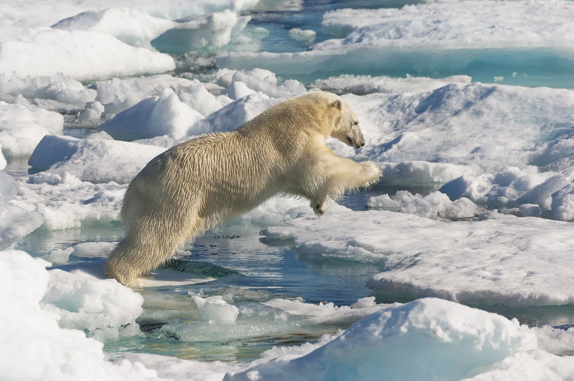 A polar bear hops between ice in Davis Strait.