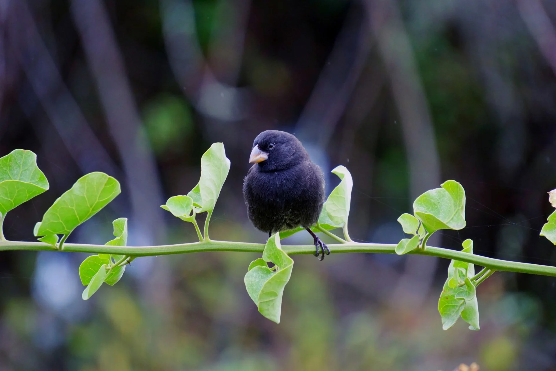 Fåglar på Galápagosöarna