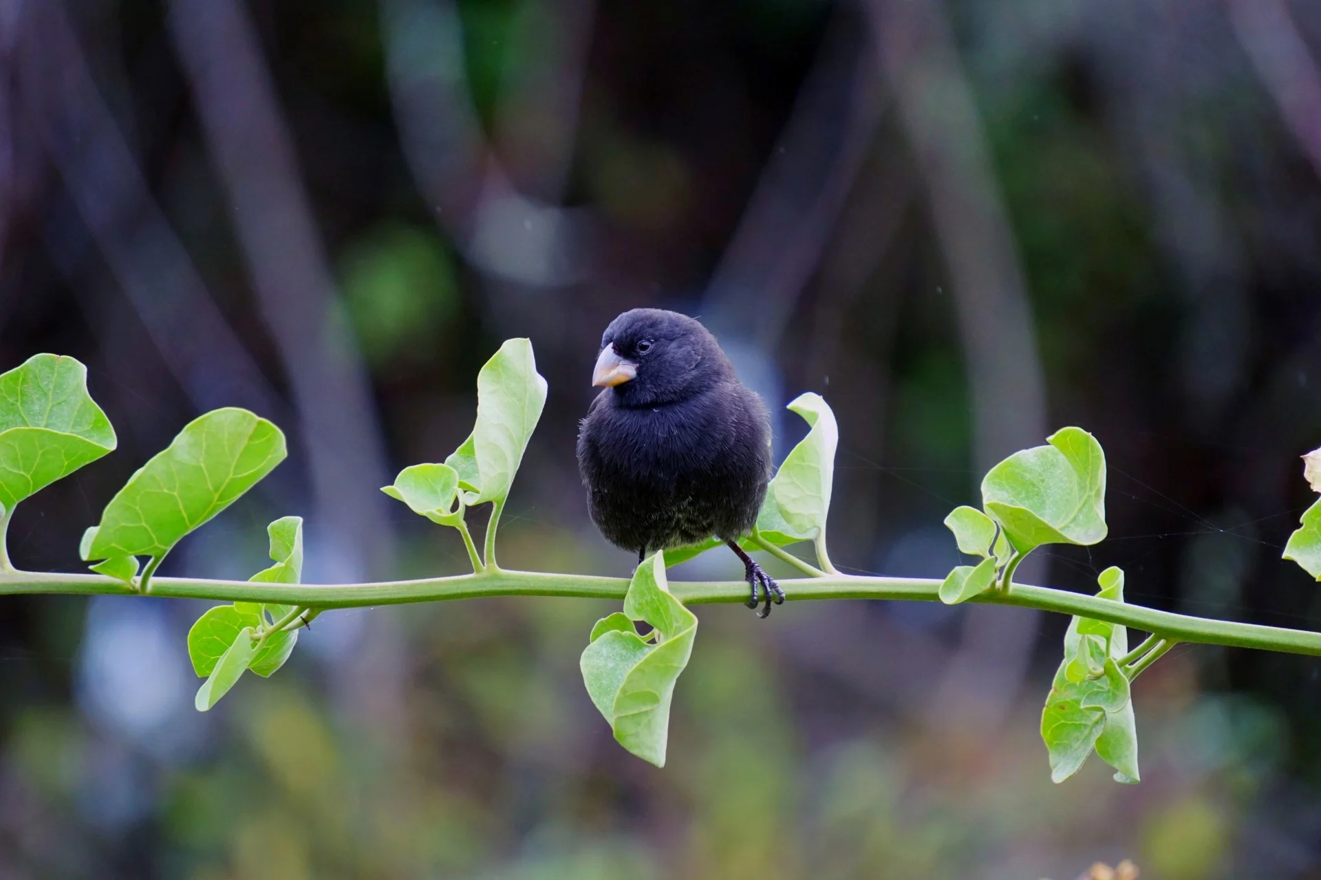 Birds of Galápagos