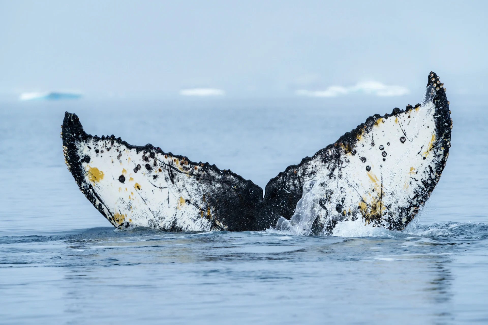 Spuren auf einer Walfluke in Wilhelmina Bay, Antarktis. Bildnachweis: Yuri Choufour