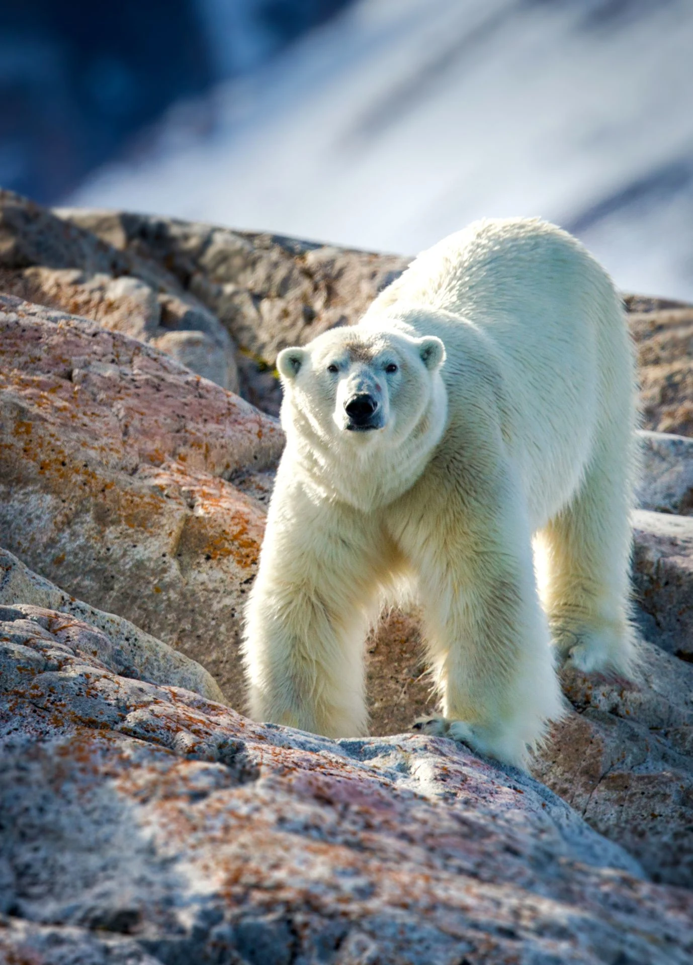 A male polar bear on Svalbard. Photo: Getty Images.