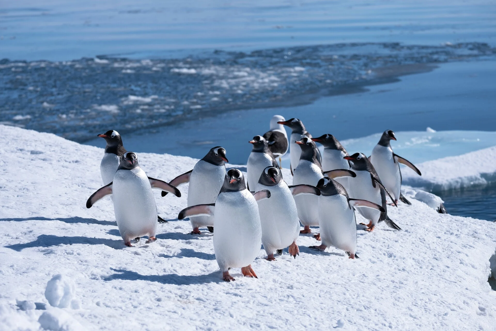 Pinguine in der Antarktis. Foto: Ingemund Skålnes