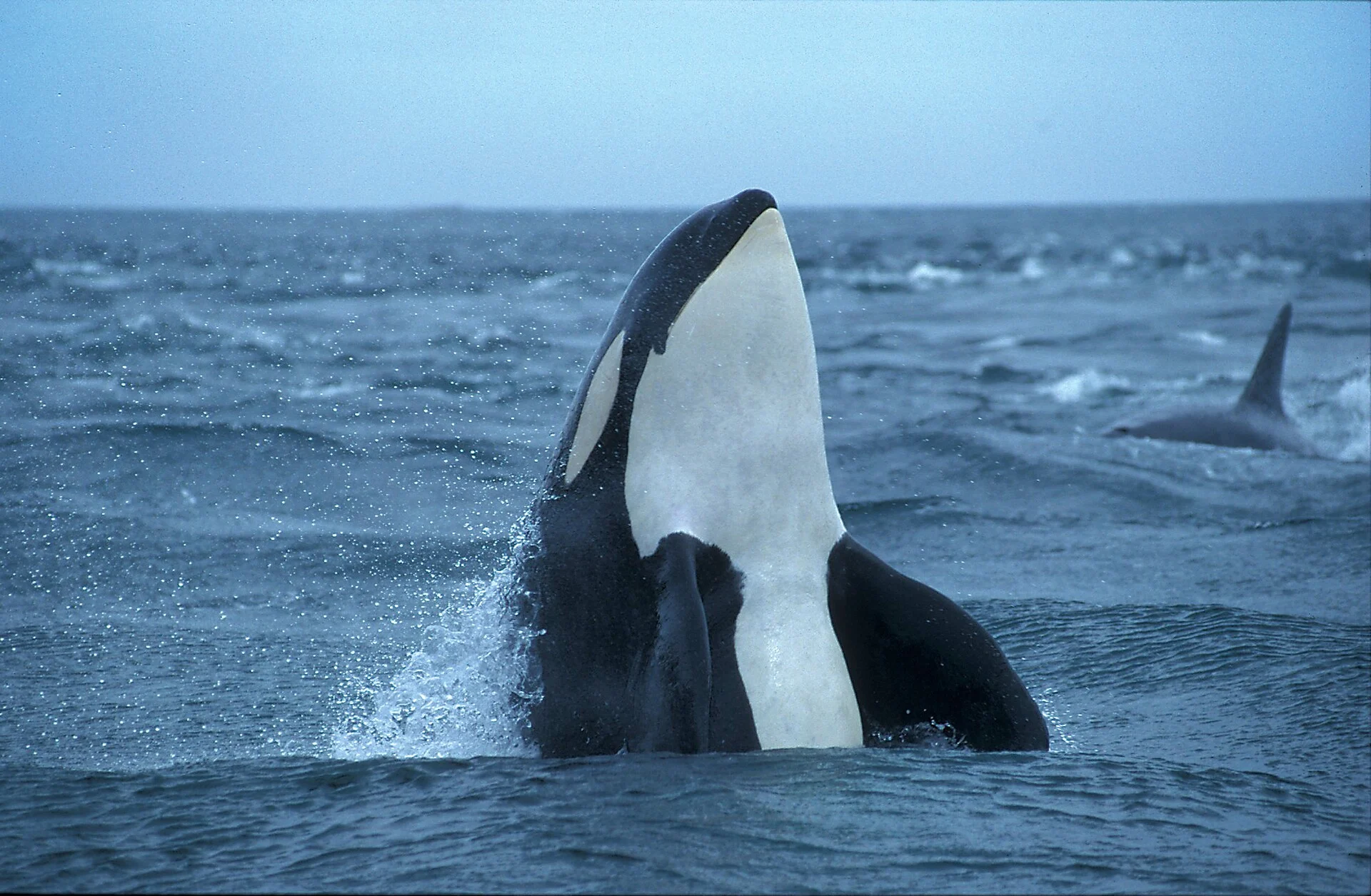 Orcas in Lofoten, Norway. Photo: Ingrid Visser