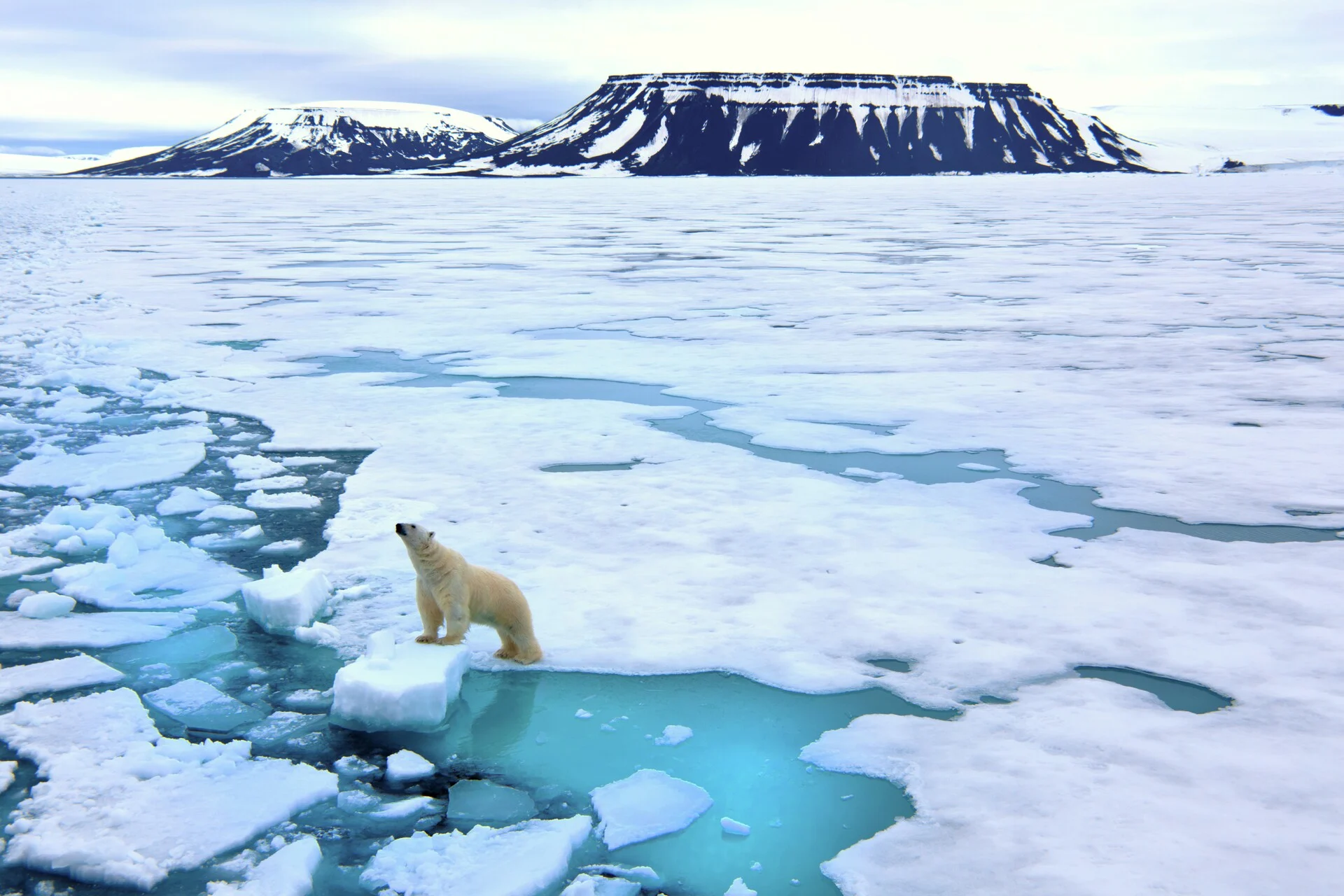 Lone polar bear in Spitsbergen, Svalbard