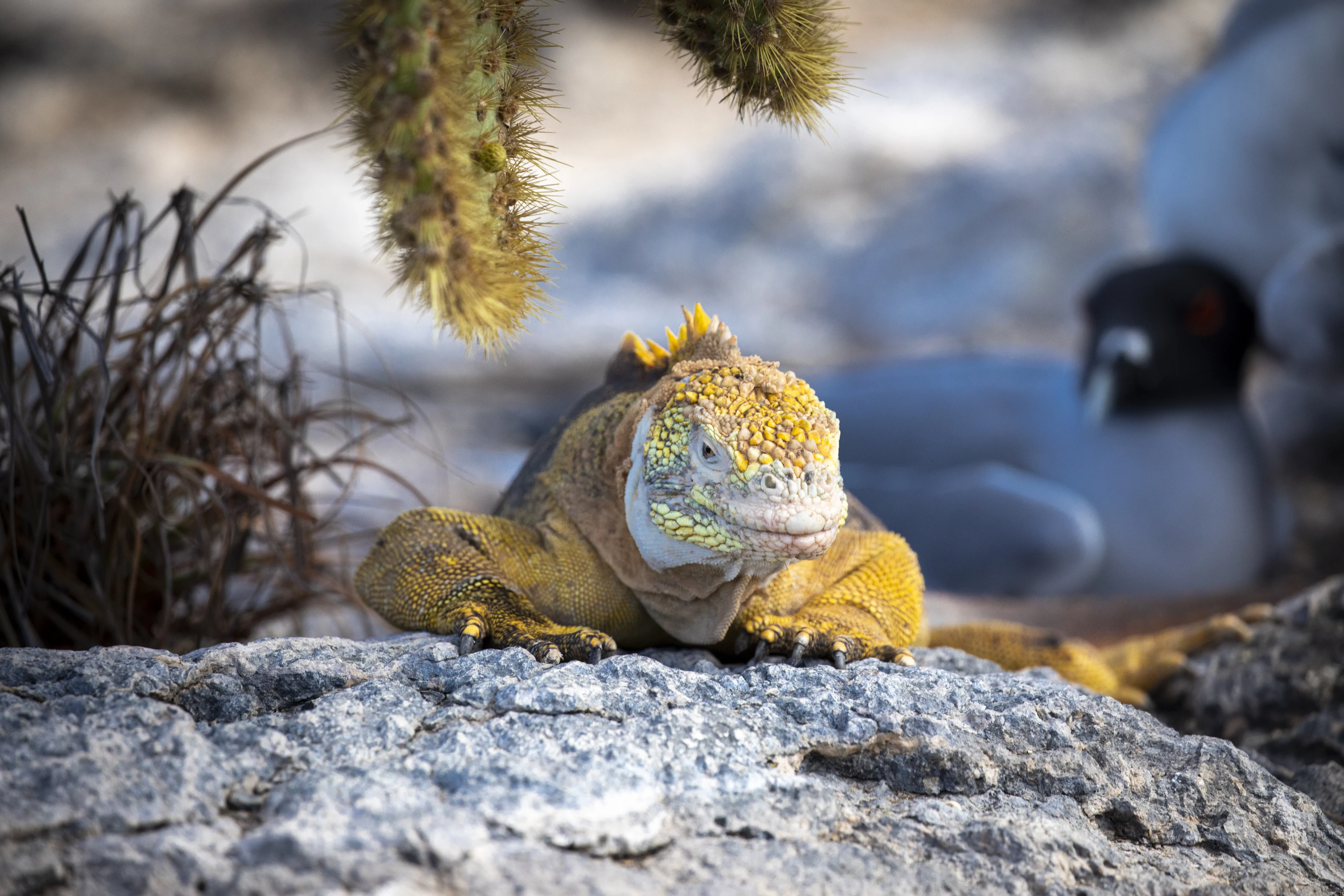 South Plaza is the iguana island. This is the only place at Galapagos where Land iguanas share territory with marine iguanas. Photo: Ashton Ray Hansen