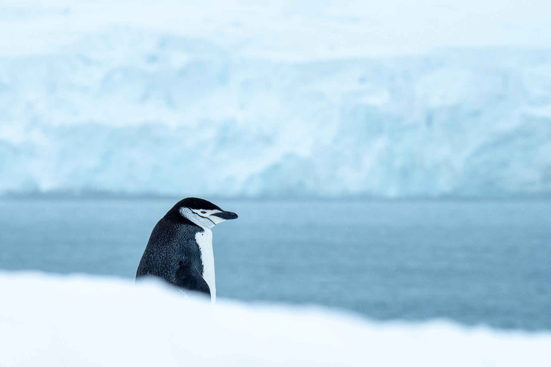 Die Pinguine der Antarktis  HX Hurtigruten Expeditions DE
