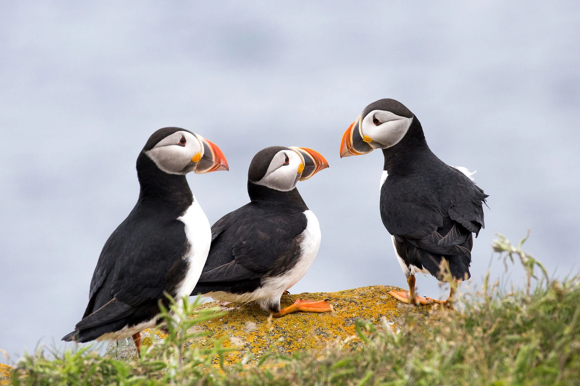 Puffins are a common sight for bird watchers in Newfoundland.