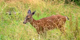 Sea Otter & Wildlife Quest | HX Hurtigruten Expeditions UK