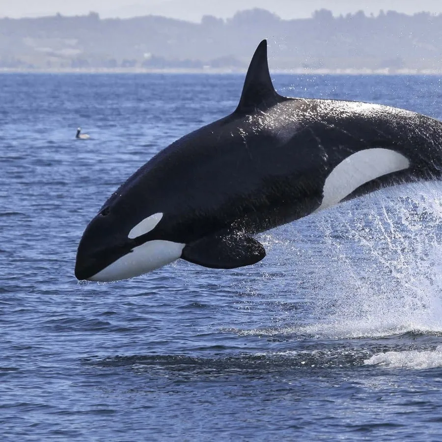 12-orca_killer-whale_alaskashutterstock_2500x1250.jpg