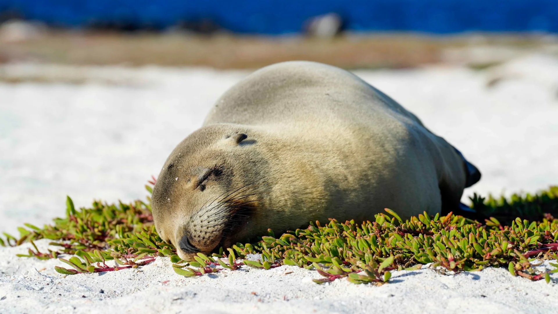 Galápagos Islands – In Darwin’s Footsteps Plus Machu Picchu