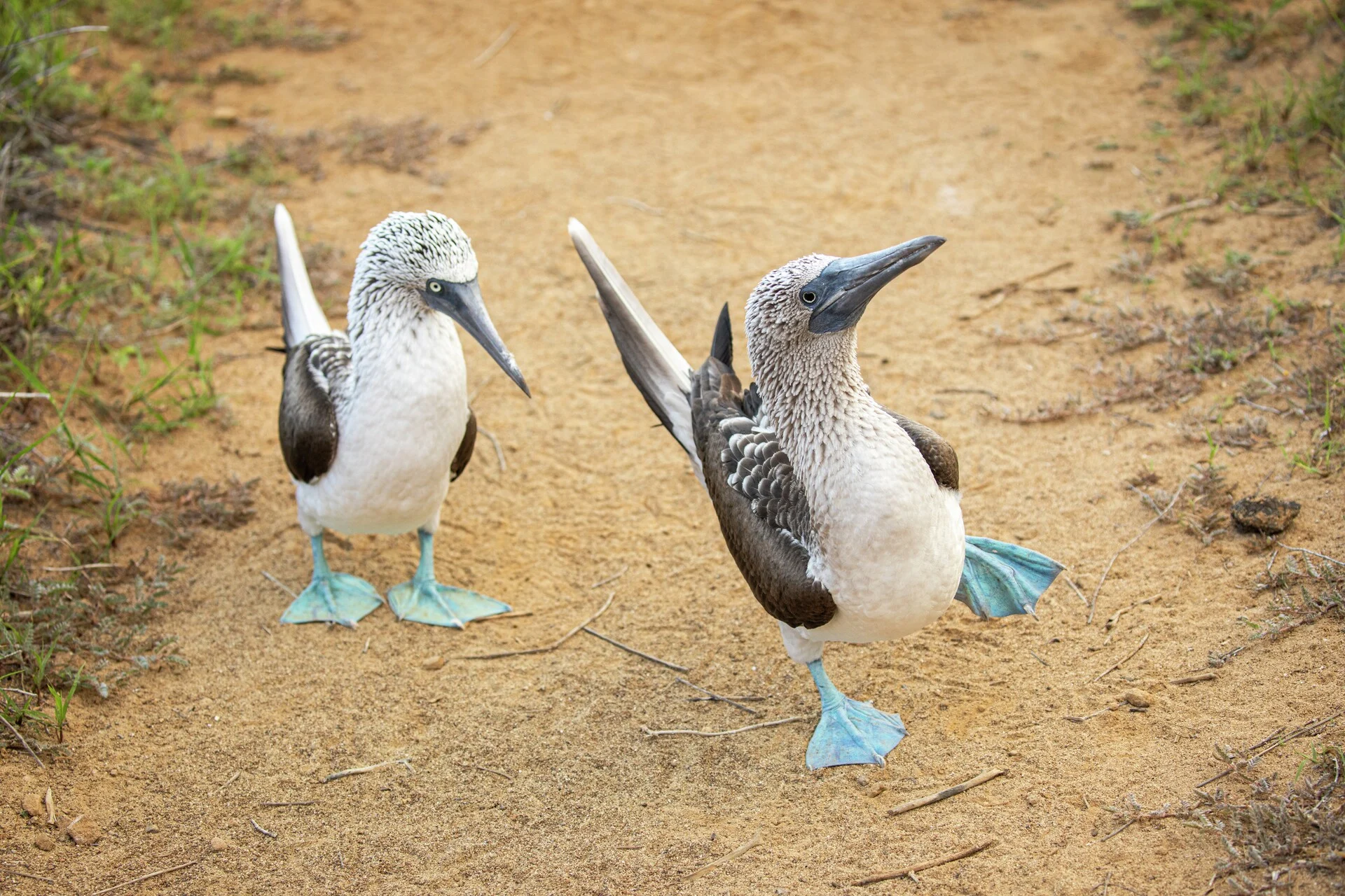 Blue-footed Booby birds on Punta Pitt, San Cristóbal Island.  Credit: Ashton Ray Hansen / Hurtigruten Expeditions