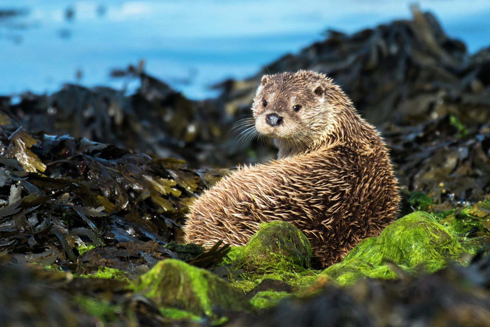 Otter-Shetland-Scotland