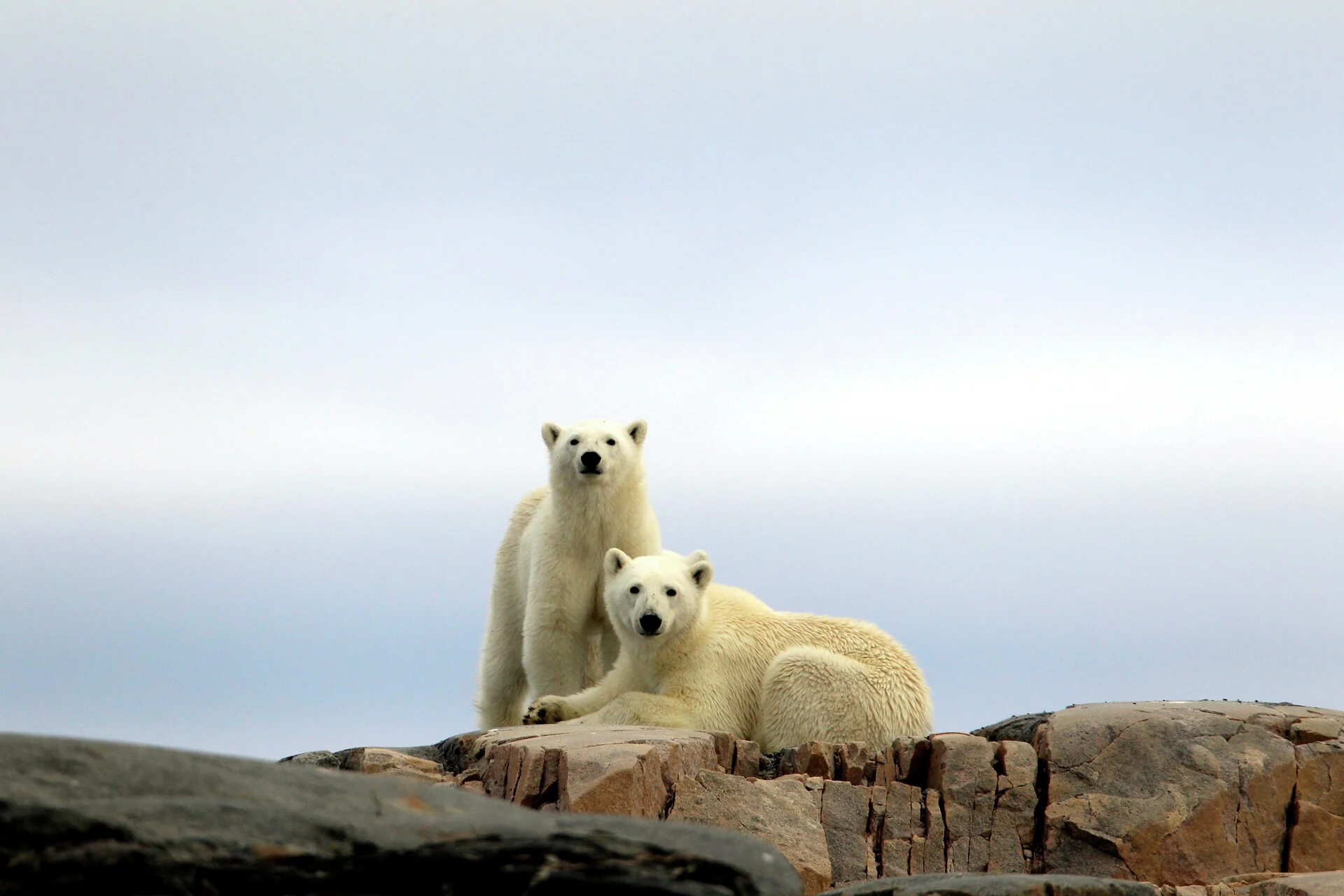 Se isbjörnar i Arktis