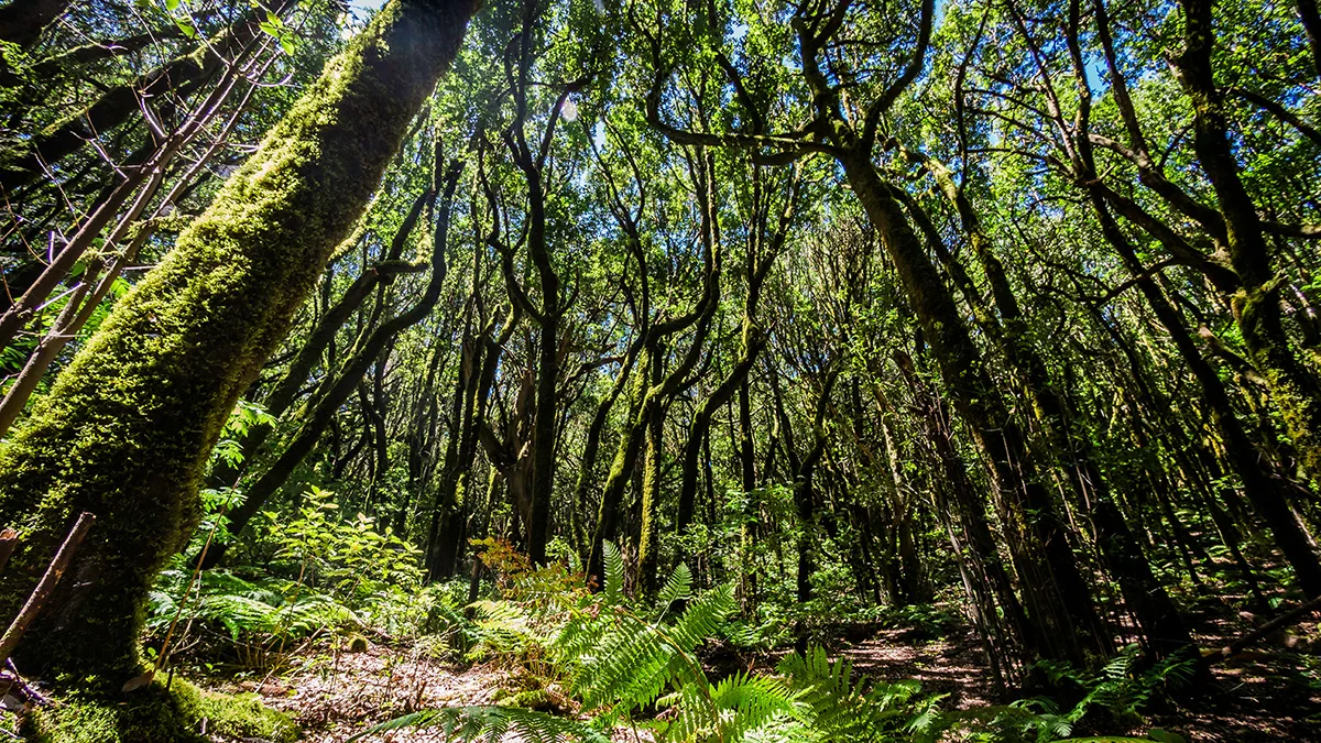 El Cedro Forrest near Garajonay National Park on La Gomera, Canary Islands, Spain. Credit: Shutterstock