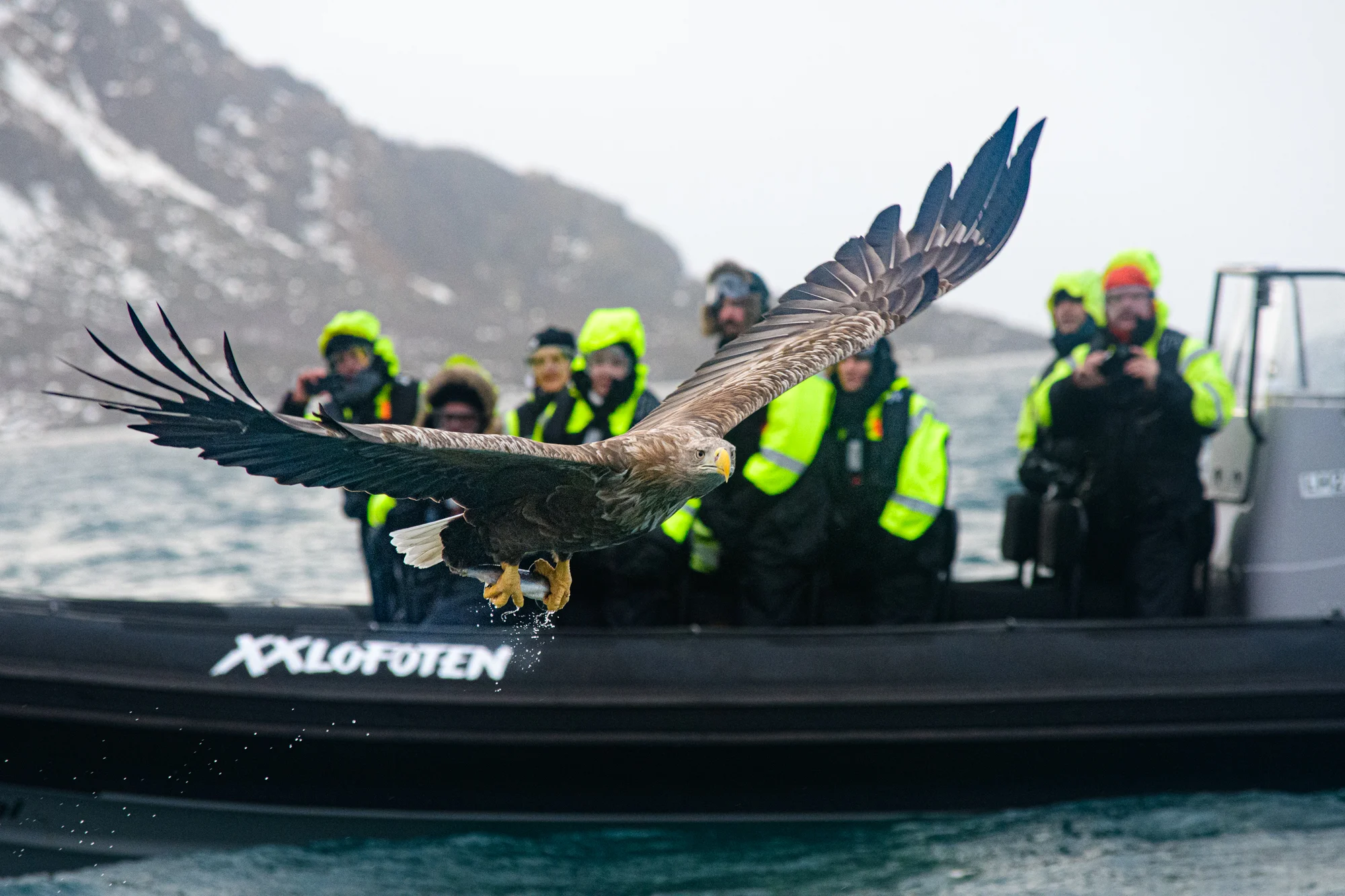 A sea eagle in a fjord near Svolvaer, Norway. Taken by Kevin Power