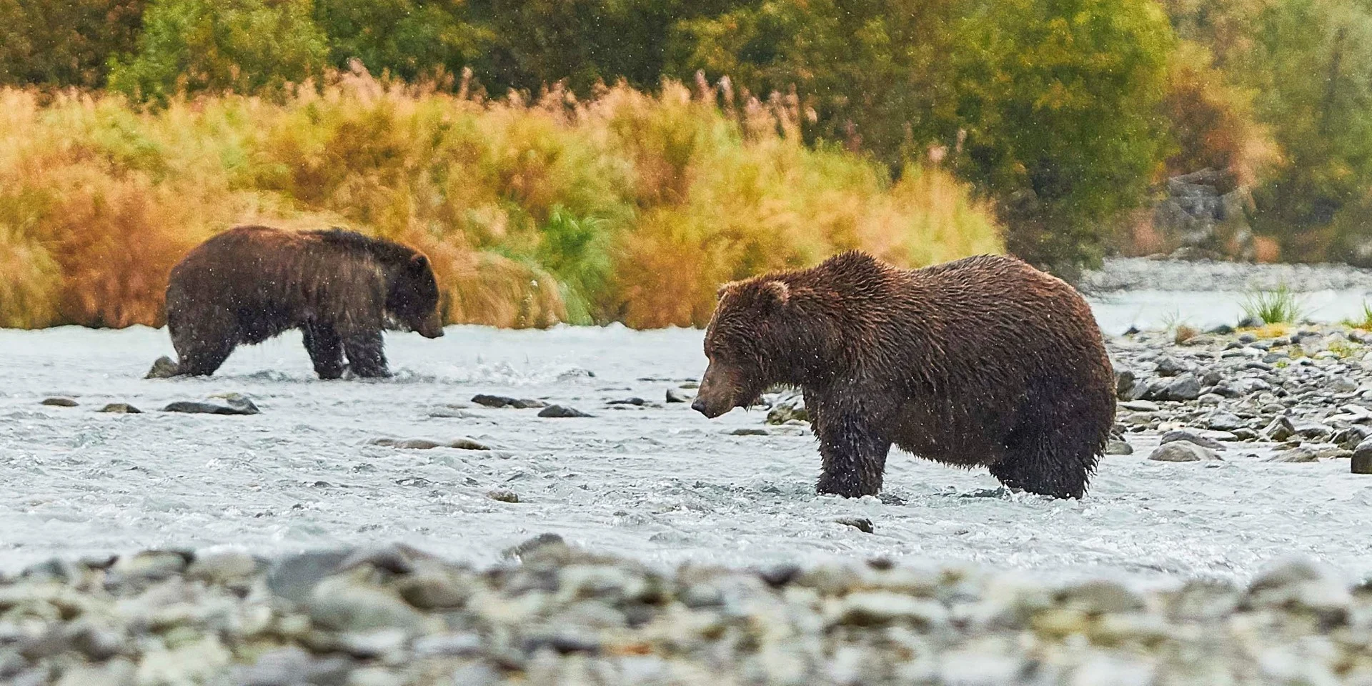 Kodiak Grizzly Bears, Katmai National Park