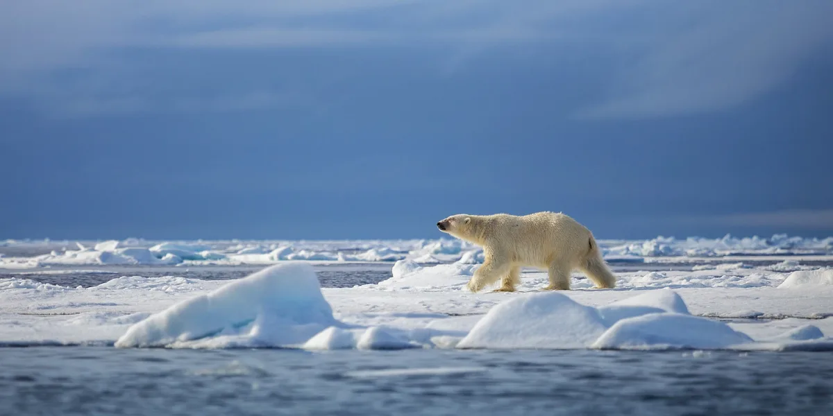 Cruises to Svalbard | Travel to Svalbard | Hurtigruten Expeditions US