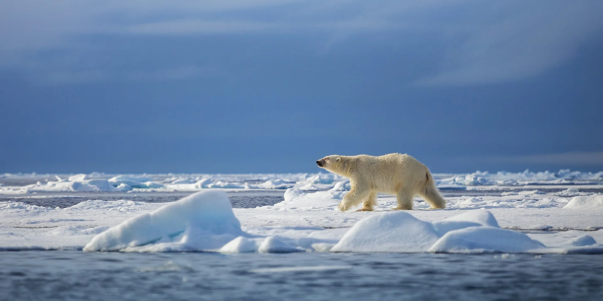 Polar Bear, Svalbard