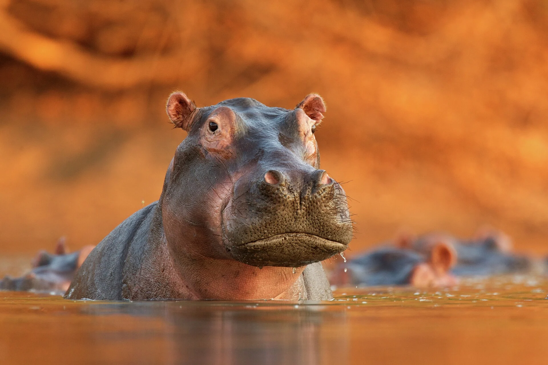 West-Africa-Hippo