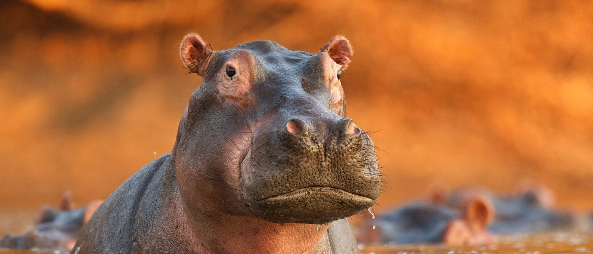 Hippo, West Africa