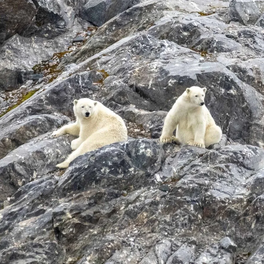 In the Realm of the Polar Bear | Circumnavigating Spitsbergen