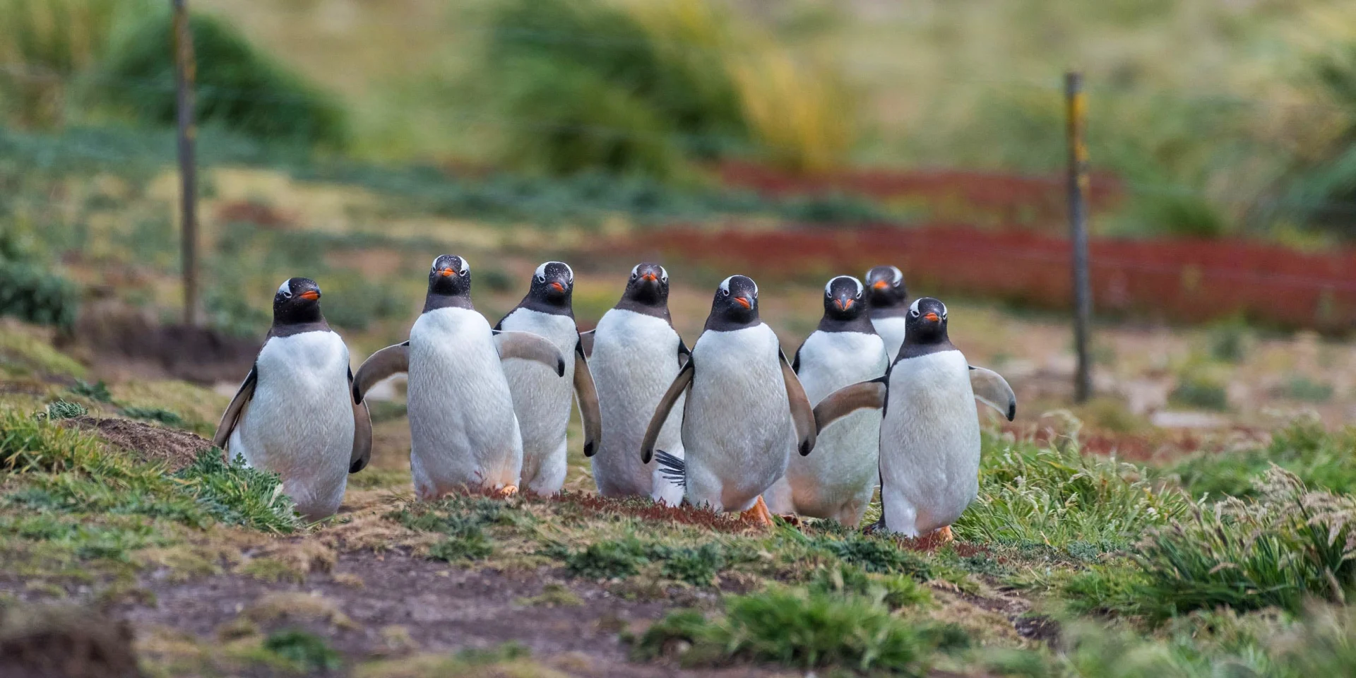 Antarctica & Falklands Expedition | All inclusive