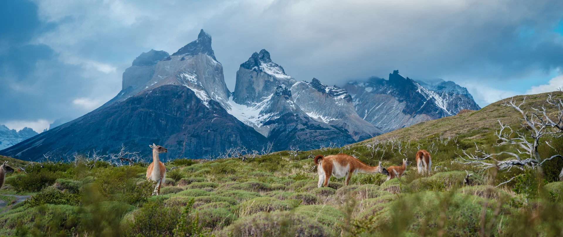 Djupgående expedition till Patagonien och Chiles fjordar