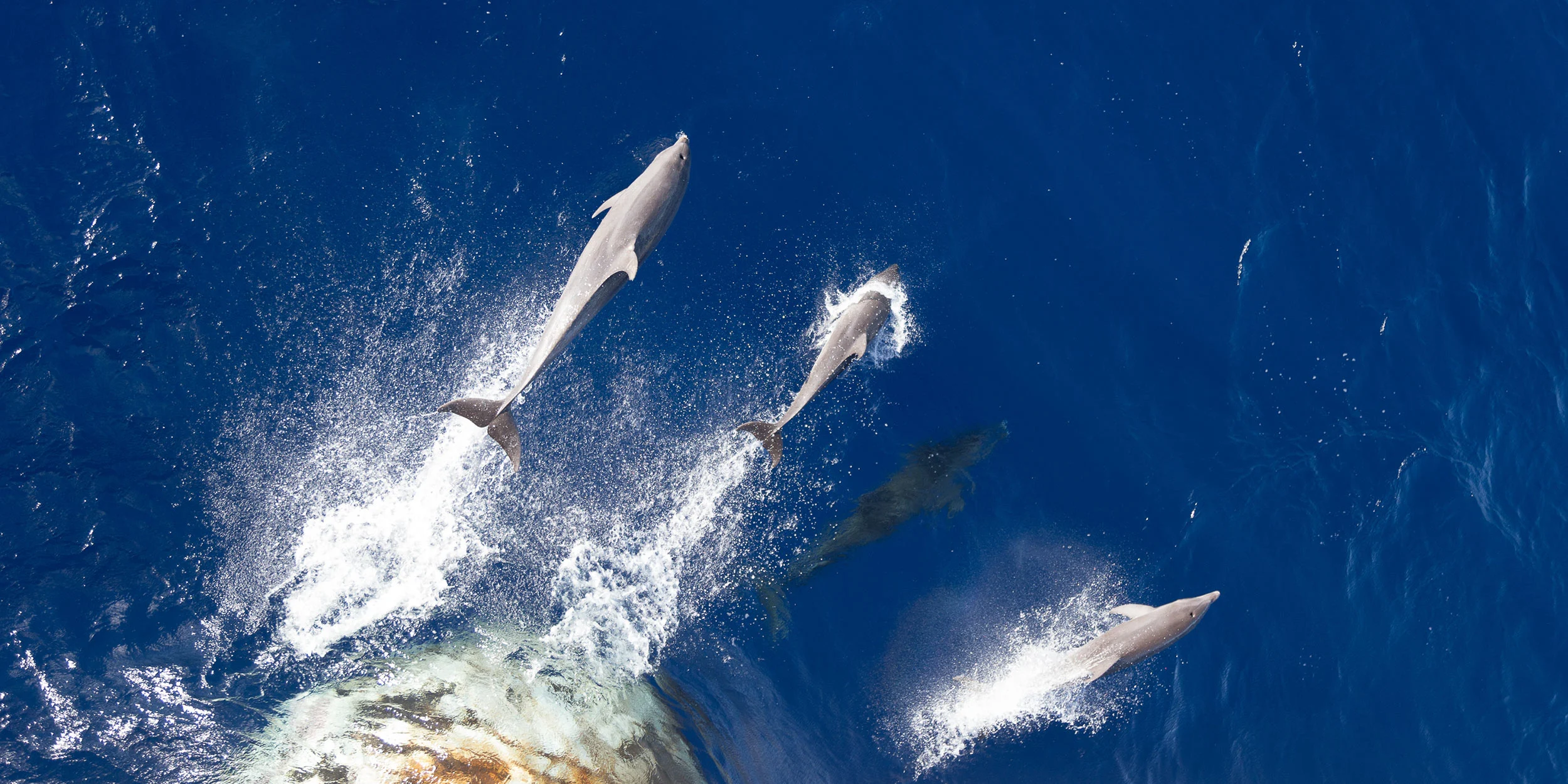 Dolphins in front of the ship, at sea.