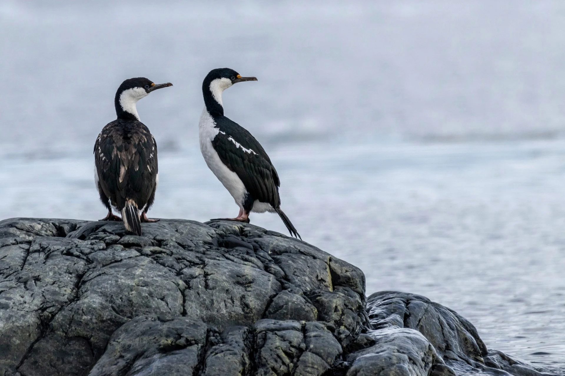 Birds, Pradise Bay, Antarctica. Photo Credit: Genna Roland